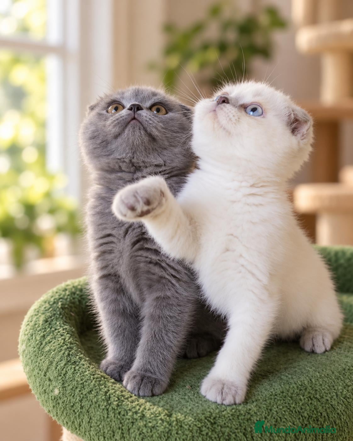 Scottish Fold gatos en venta: scottish fold  - Anuncio 12