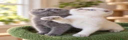 Scottish Fold gatos en venta: scottish fold  - Anuncio 1