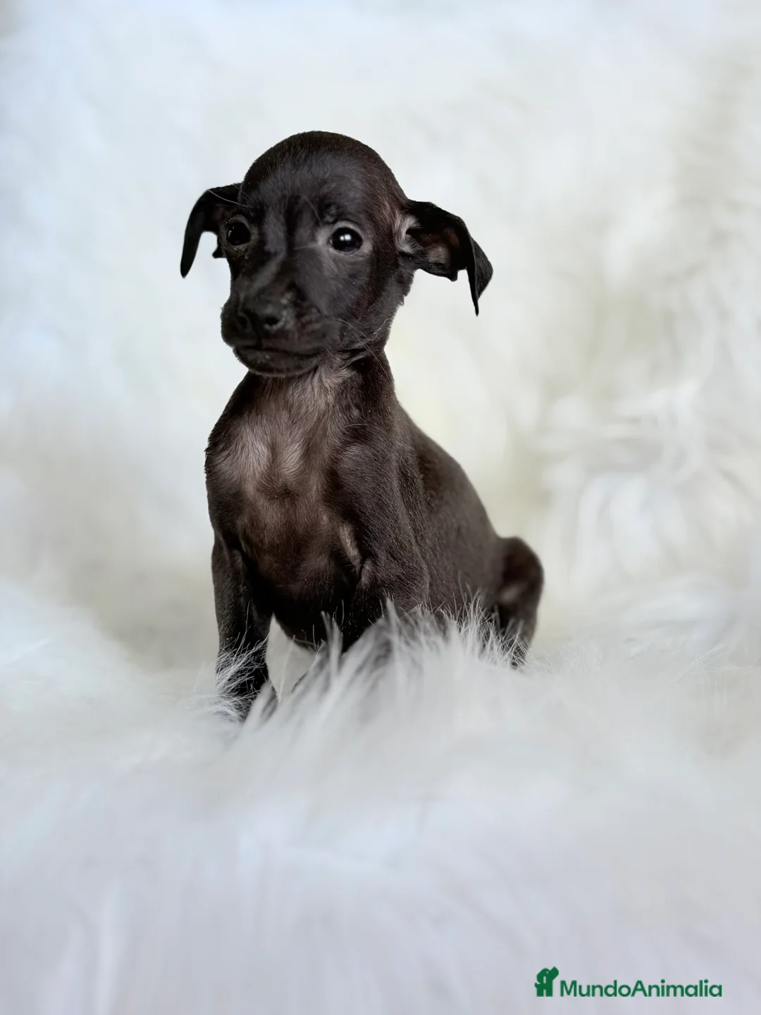 Pequeño Lebrel Italiano perros en venta: Lebrel Italiano Piccolo  - Anuncio 4