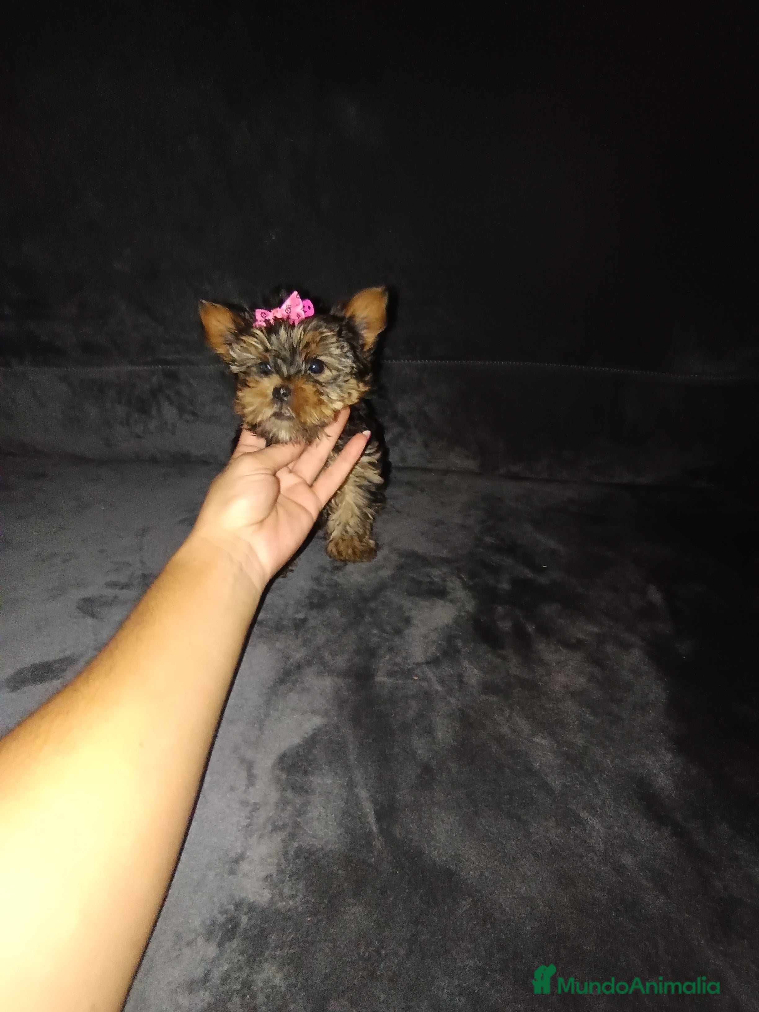 Yorkshire Terrier perros Yorkshire toy - Anuncio 1