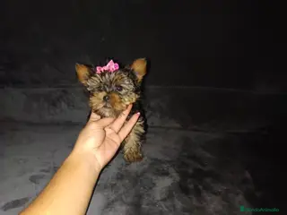 Yorkshire Terrier perros Yorkshire toy - Anuncio 23