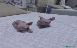 Mau Egipcio gatos en venta: GATO EGIPCIO  - Imagen 3