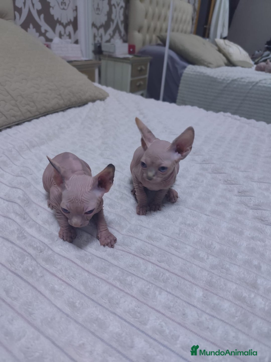 Mau Egipcio gatos en venta: GATO EGIPCIO  - Imagen 3