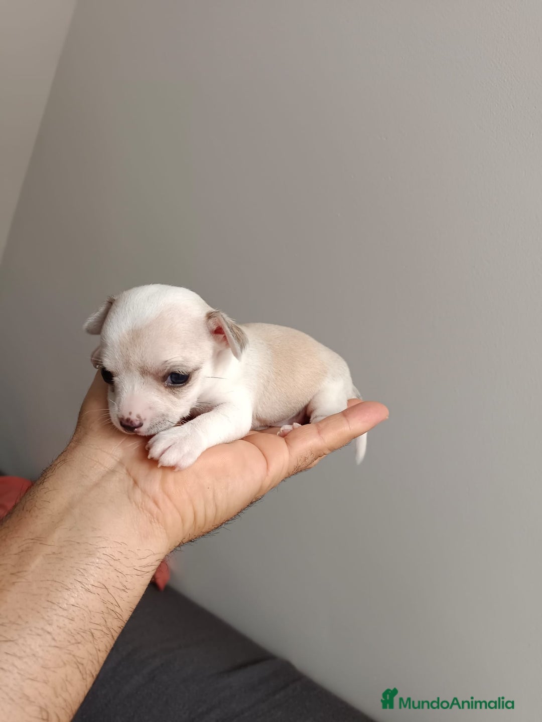 Chihuahua perros en venta: Chihuahua mini toy cabeza manzana  - Imagen 2