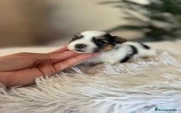 Yorkshire Terrier perros en venta: YORKSHIRE BIEWER HEMBRA - Anuncio 7