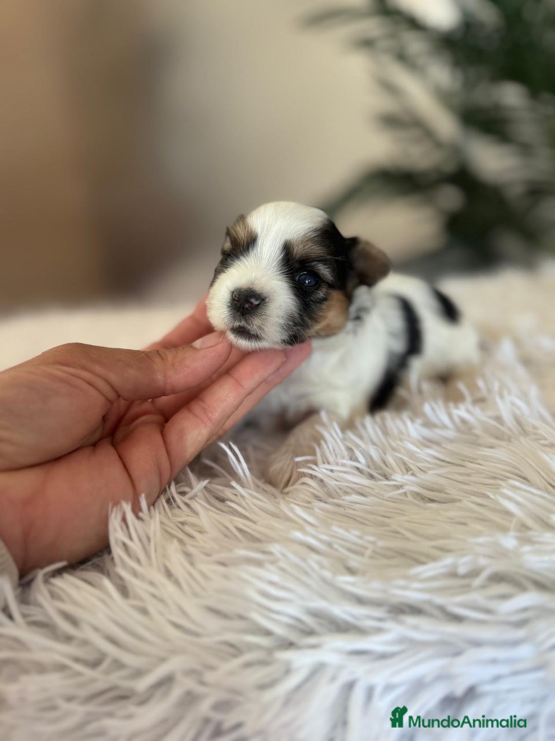 Yorkshire Terrier perros en venta: YORKSHIRE BIEWER HEMBRA - Anuncio 7