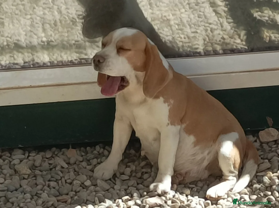 Imagen de galería {{count}}