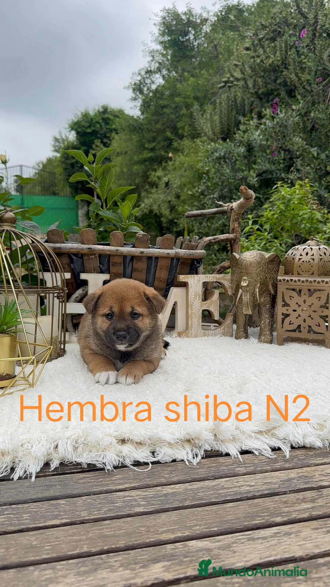 Shiba Inu perros en venta: Shiba Inu rojos preciosos inigualables  - Anuncio 2