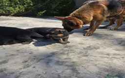Pastor Alemán perros en venta: Pastor Aleman - Imagen 3