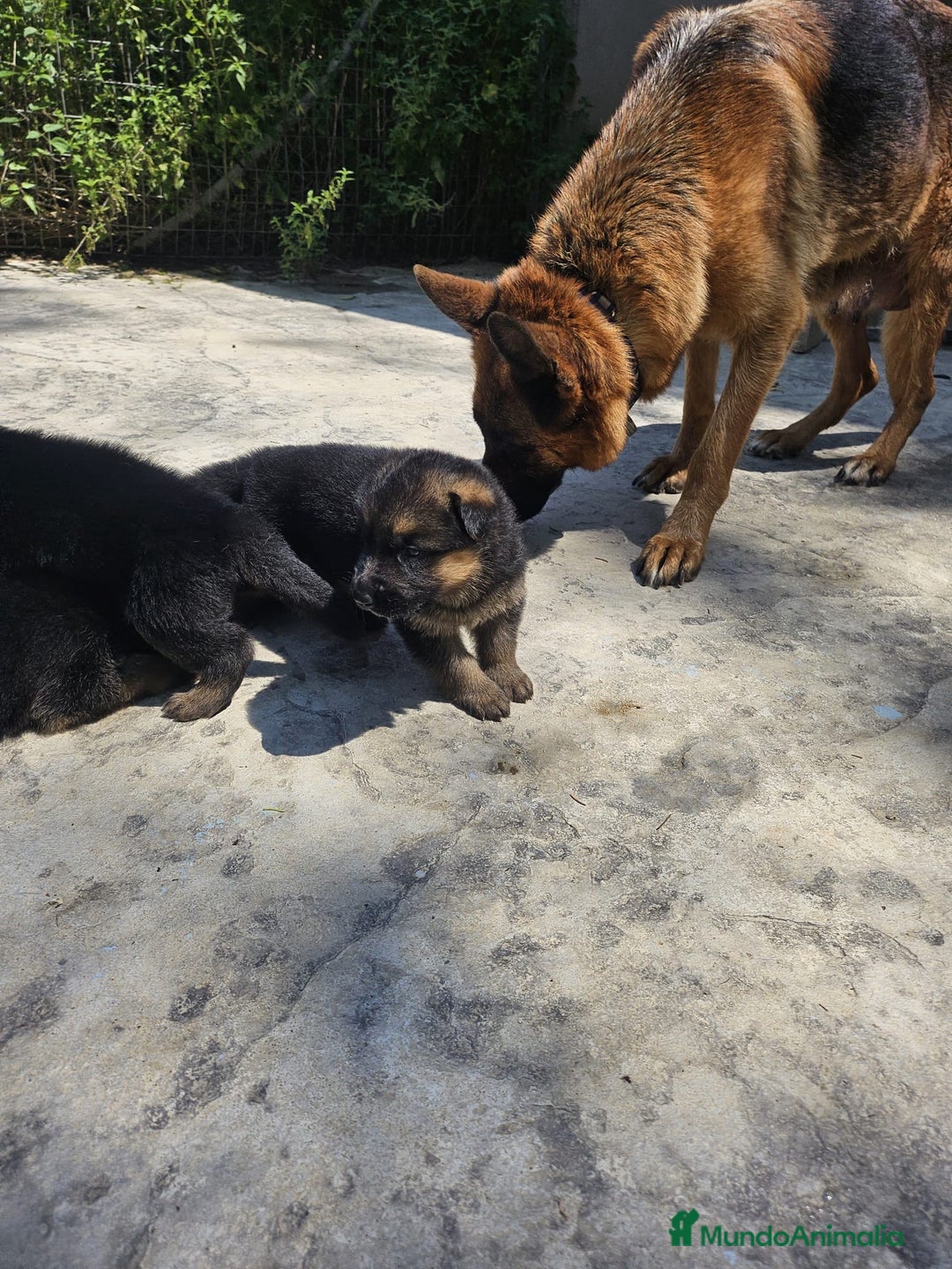 Pastor Alemán perros en venta: Pastor Aleman - Imagen 3