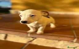 Jack Russell Terrier perros en venta: Cachorros de Jack russell  - Anuncio 34