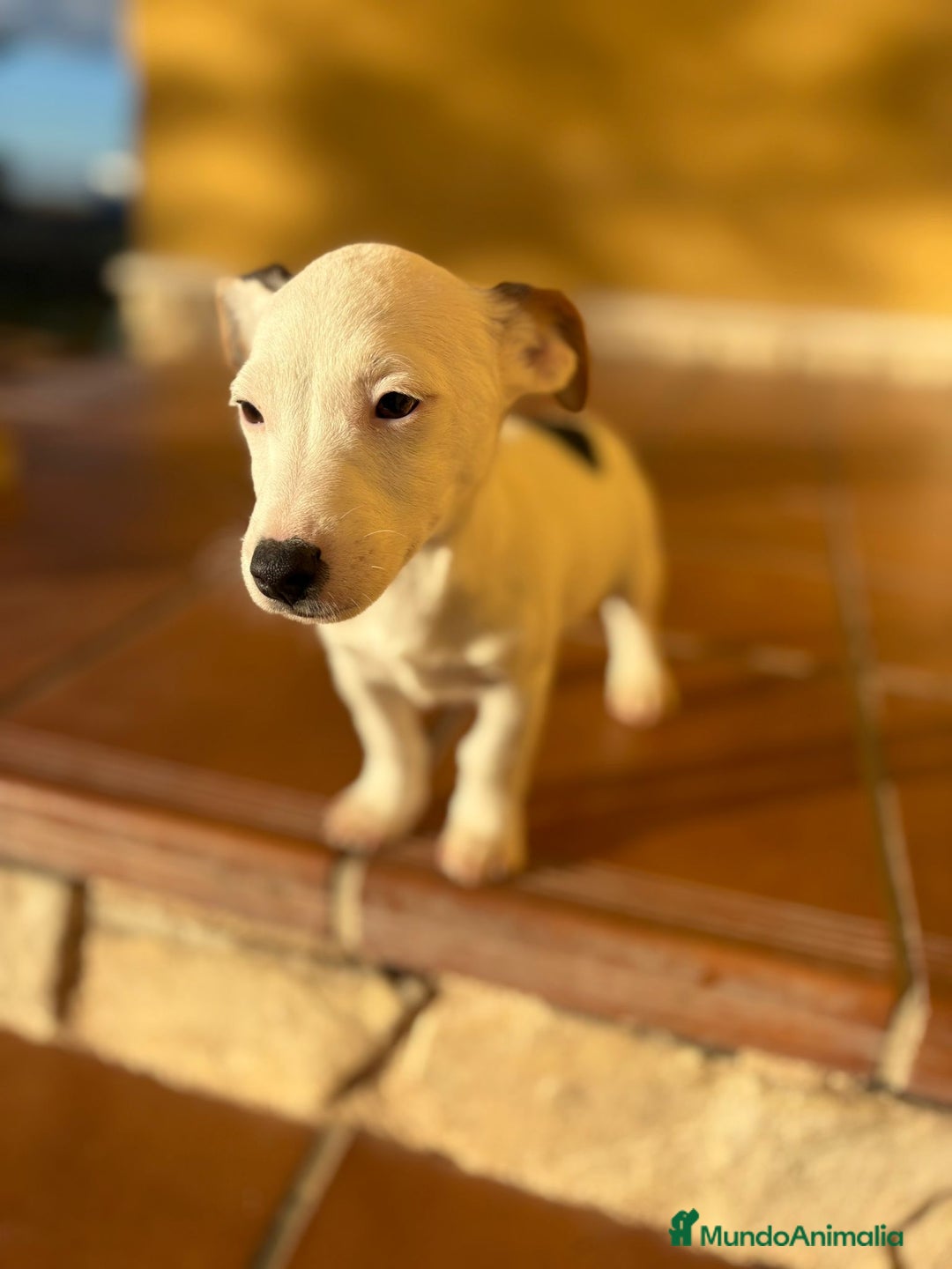 Jack Russell Terrier perros en venta: Cachorros de Jack russell  - Anuncio 34