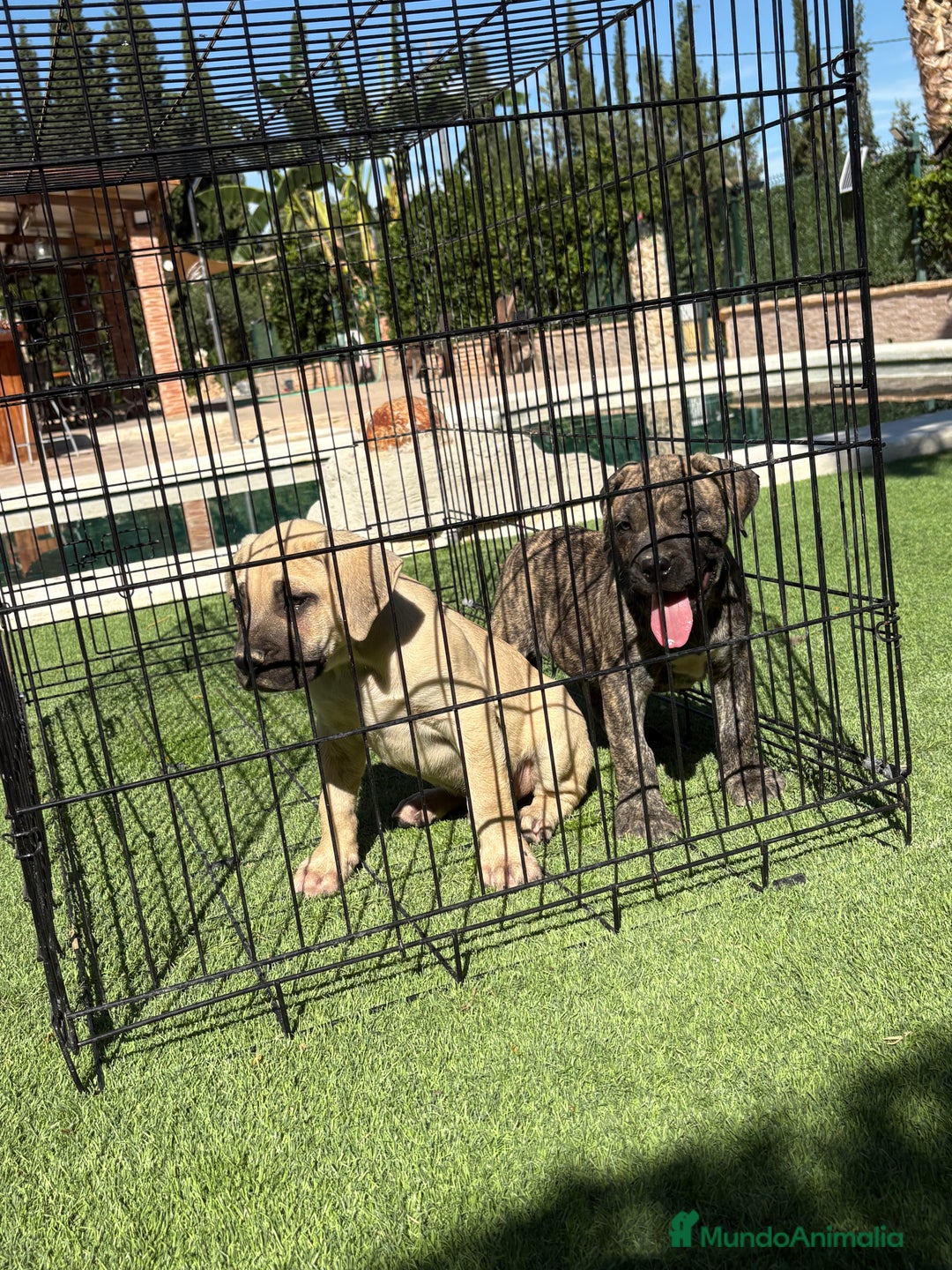 Dogo Canario perros en venta: Cachorros de presa canario - Imagen 5
