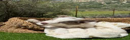 Border Collie perros en venta: BORDER COLLIE LILAC MACHO - Anuncio 4