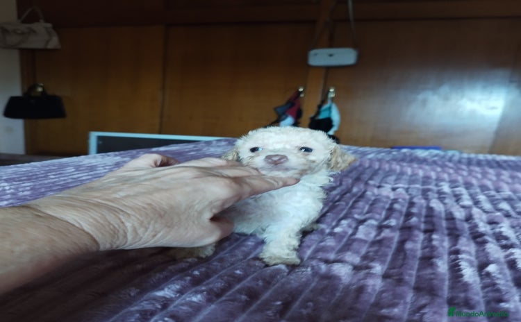 Caniche Toy perros - Anuncio 12