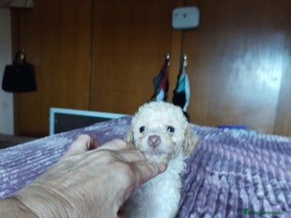 Caniche Toy perros - Anuncio 3