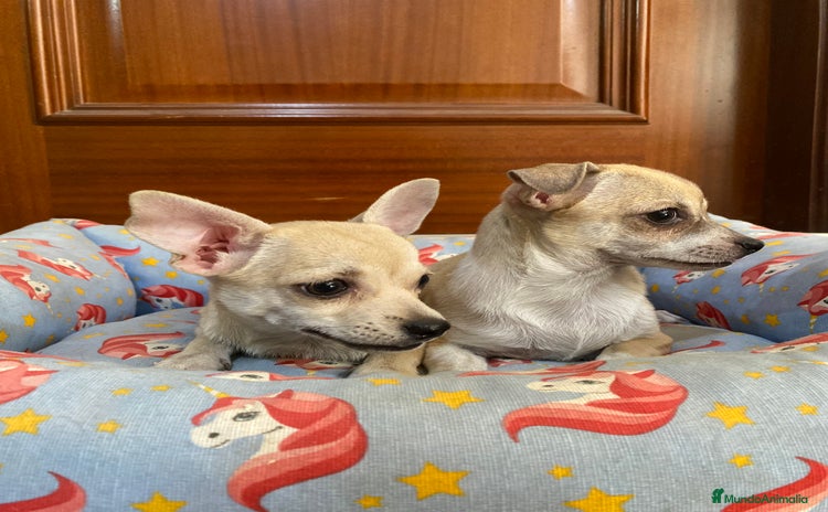 Chihuahua perros - Propaganda 2