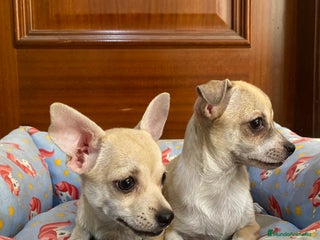 Chihuahua perros - Anuncio 25