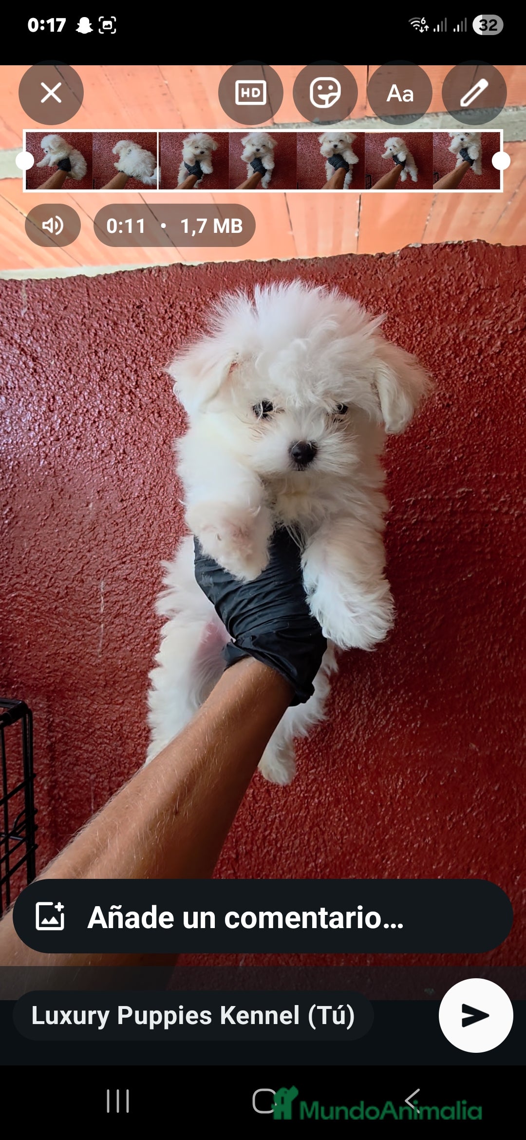 Bichón Maltés perros en venta: Bichon maltes  - Anuncio 1