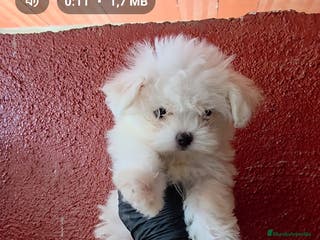 Bichón Maltés perros Bichon maltes - Anuncio 20