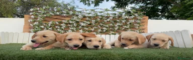 Labrador Retriever 1