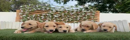 Labrador Retriever perros en venta: LABRADOR RETRIEVER - Anuncio 6