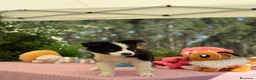 Border Collie perros en venta: Excelente camada de border collie - Anuncio 4