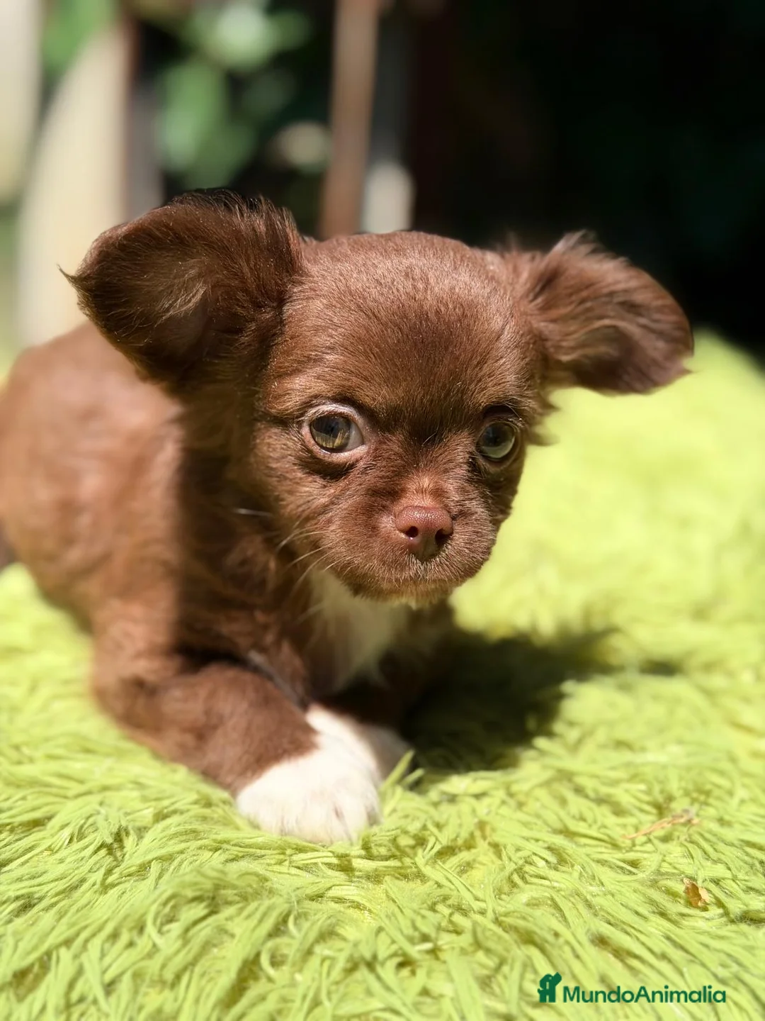 Chihuahua perros en venta: CHIHUAHUA PELO LARGO CHOCOLATE  - Anuncio 2