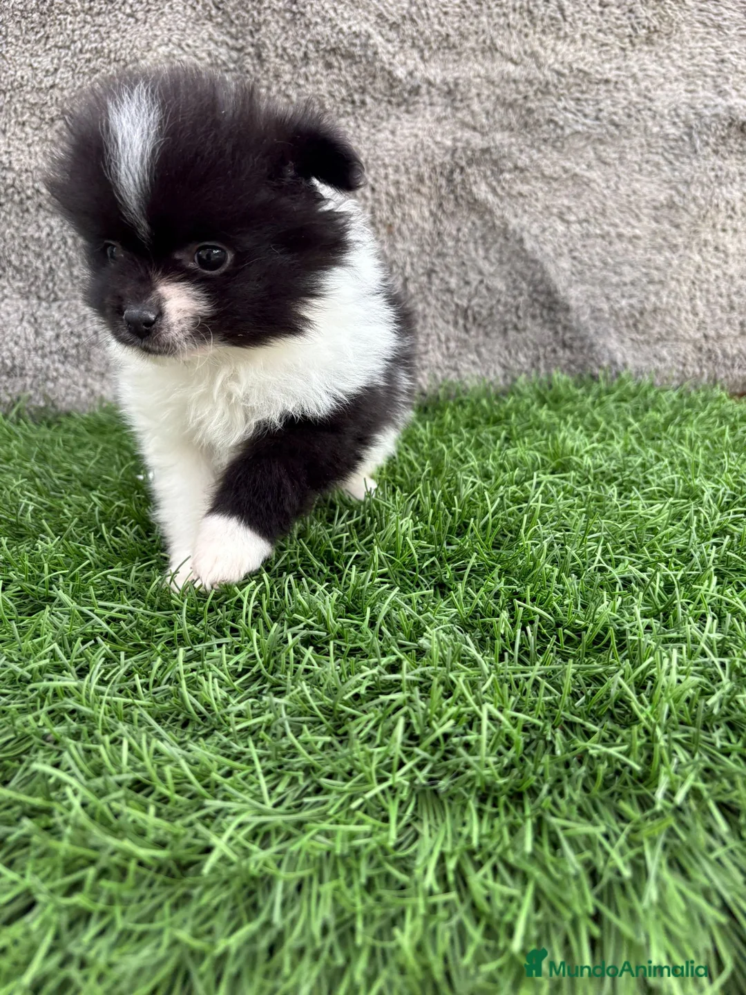 Pomerania perros en venta: Macho toy lulu de Pomerania Party negro blanco  - Anuncio 18