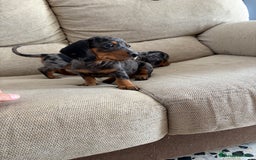 Teckel Miniatura perros en venta: Teckels kaninchen y miniatura  - Imagen 2