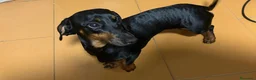 Teckel Miniatura perros en adopcion: Adopción de Akira  en Madrid - Anuncio 1