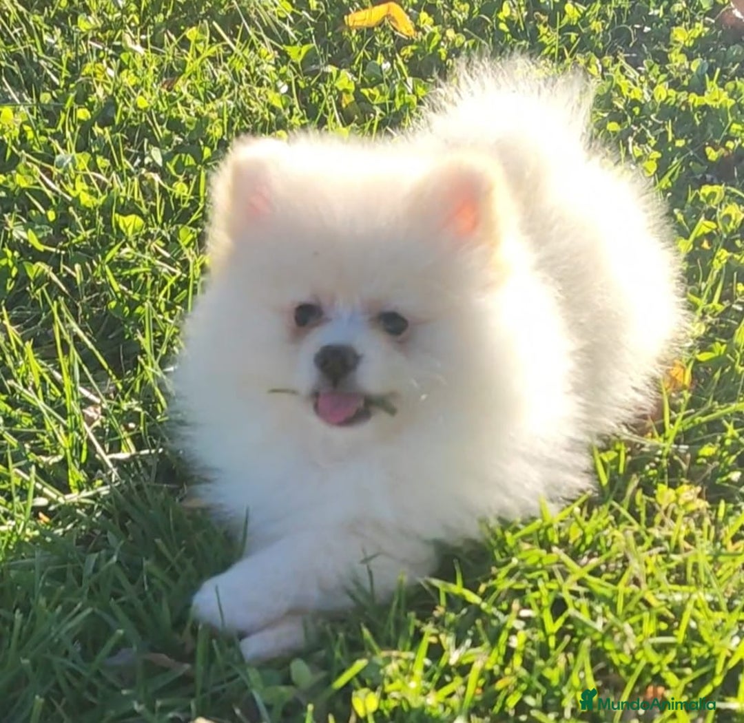 Pomerania perros en venta: POMERANIA - Anuncio 3