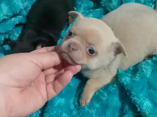 Chihuahua perros chihuahua lilac ojos azul grises una pasada - Anuncio 16