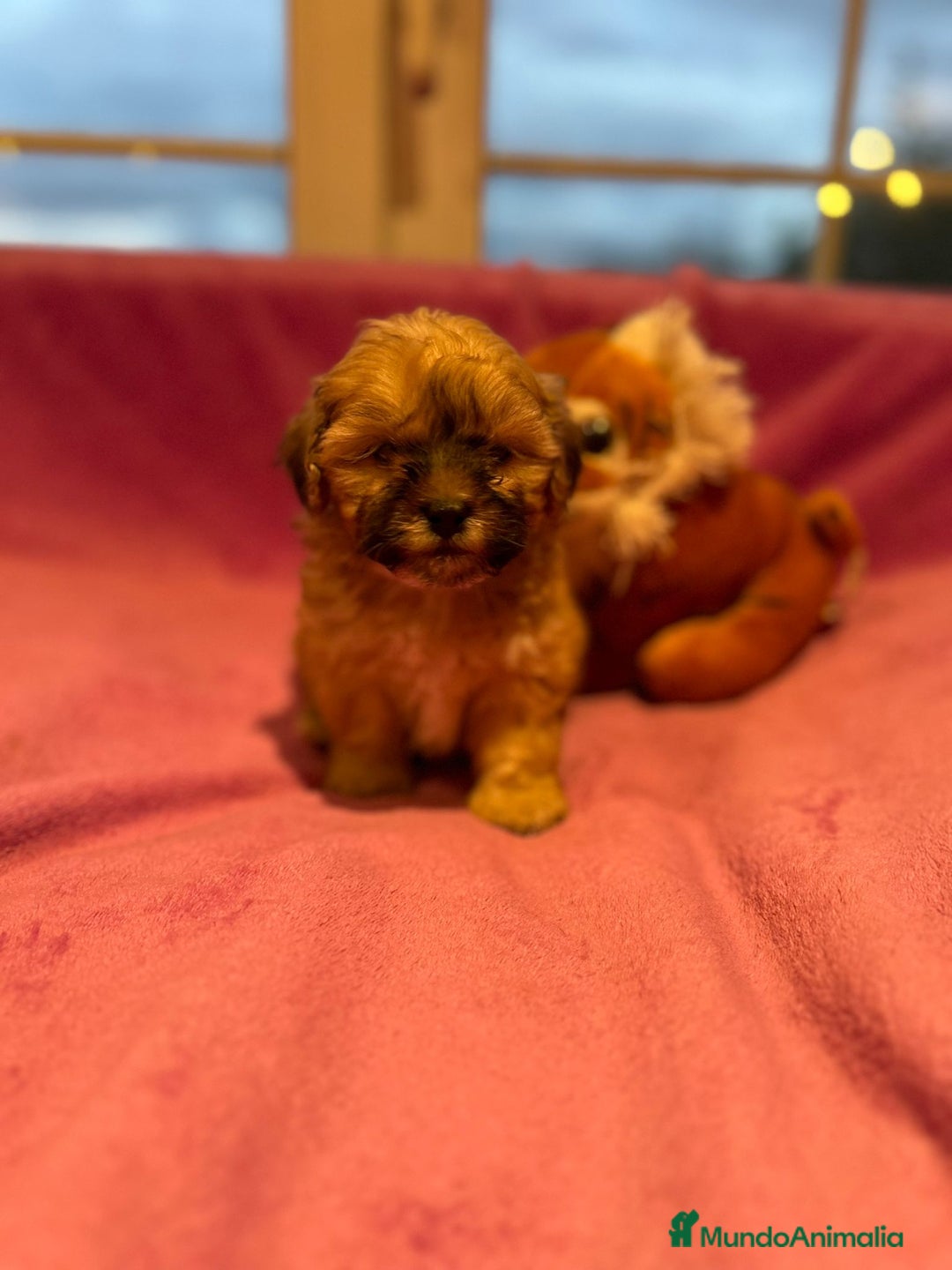 Bichón Habanero perros en venta: Bichón habanero  - Anuncio 3