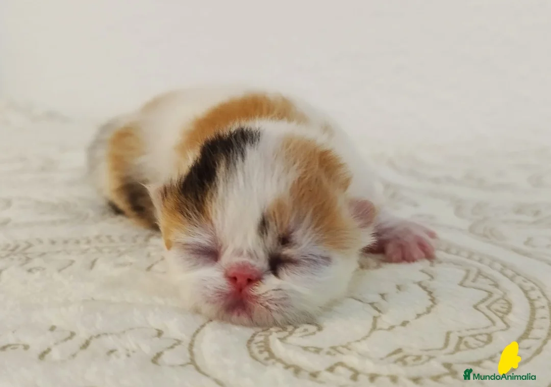 Exótico de Pelo Corto gatos en venta:  Gatitos Exóticos (Patrón Van)  en Murcia - Anuncio 2