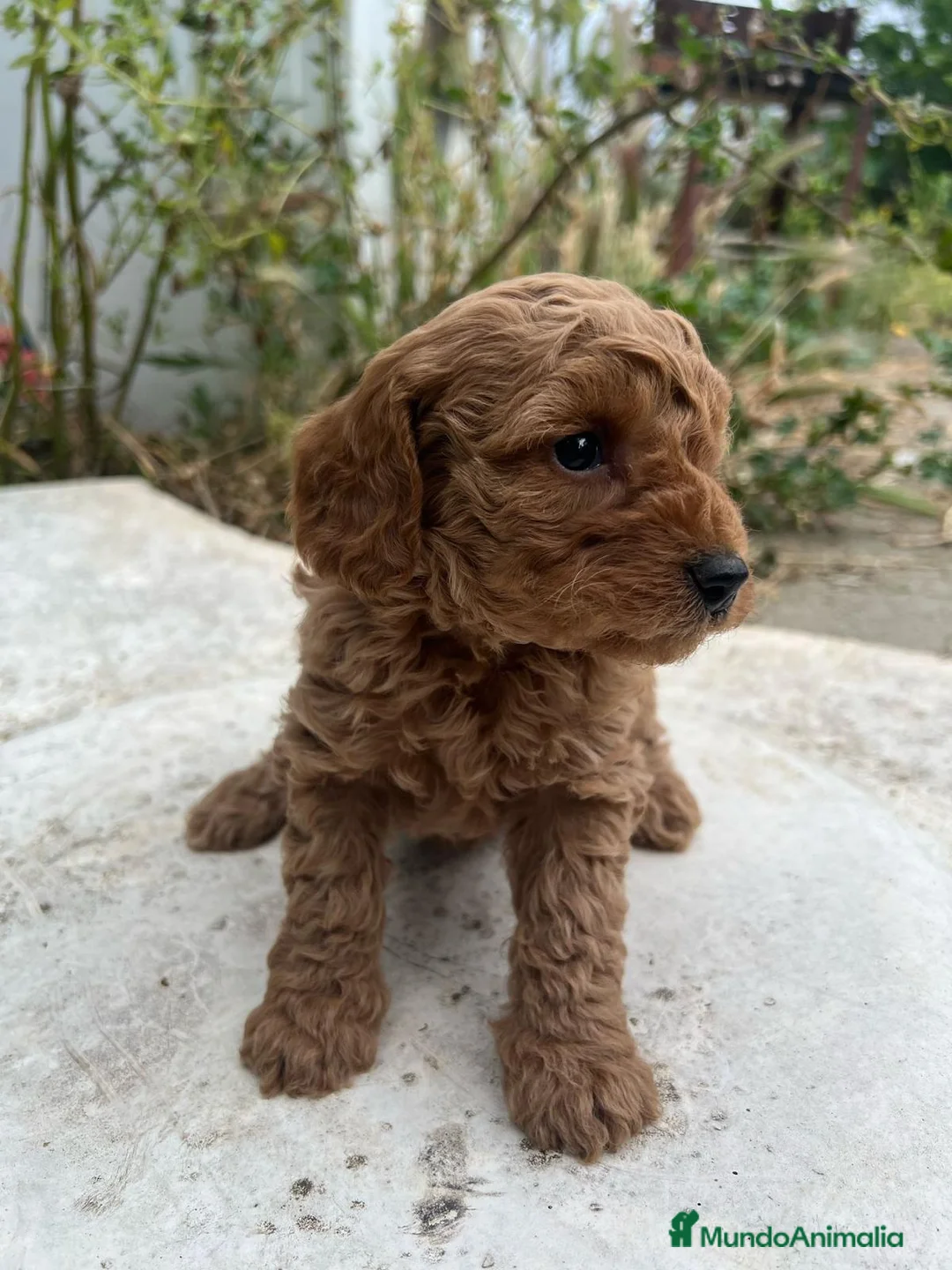 Caniche Enano perros en venta: HEMBRA CANICHE ROJA DE PADRES ENANOS en Madrid - Anuncio 2