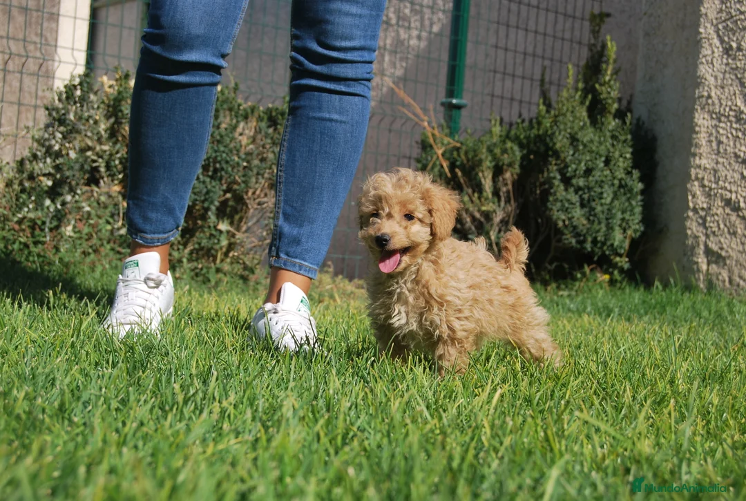 Caniche Toy perros en venta: CANICHE CACHORROS en Madrid - Anuncio 4