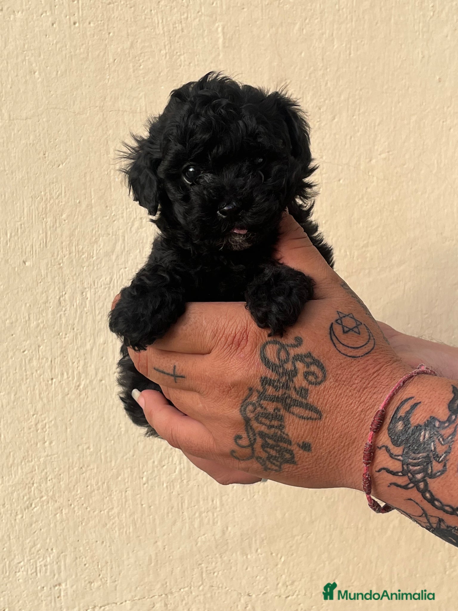 Caniche Toy perros Caniche toy - Anuncio 1