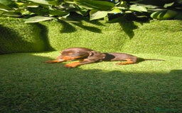 Teckel Miniatura perros en venta: camada teckel canichen muy pequeños  - Imagen 5