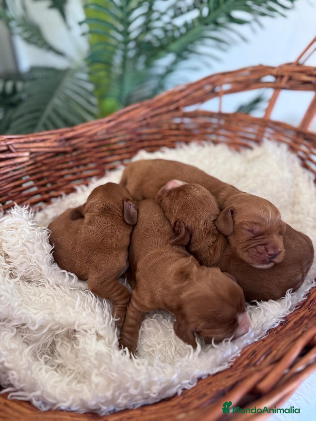 Cocker Spaniel Inglés perros en venta: COCKER SPANIEL INGLÉS - Imagen 13