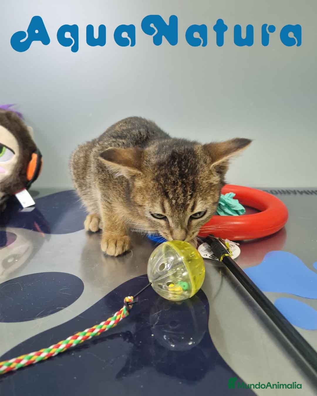 Abisinio gatos Abisinio Hembra de Santa 1934 AQUANATURA - Anuncio 2