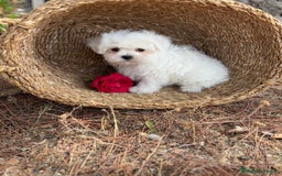 Bichón Maltés perros en venta: Bichon Maltés toy hembra y macho  - Imagen 9