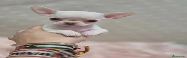 Chihuahua 4