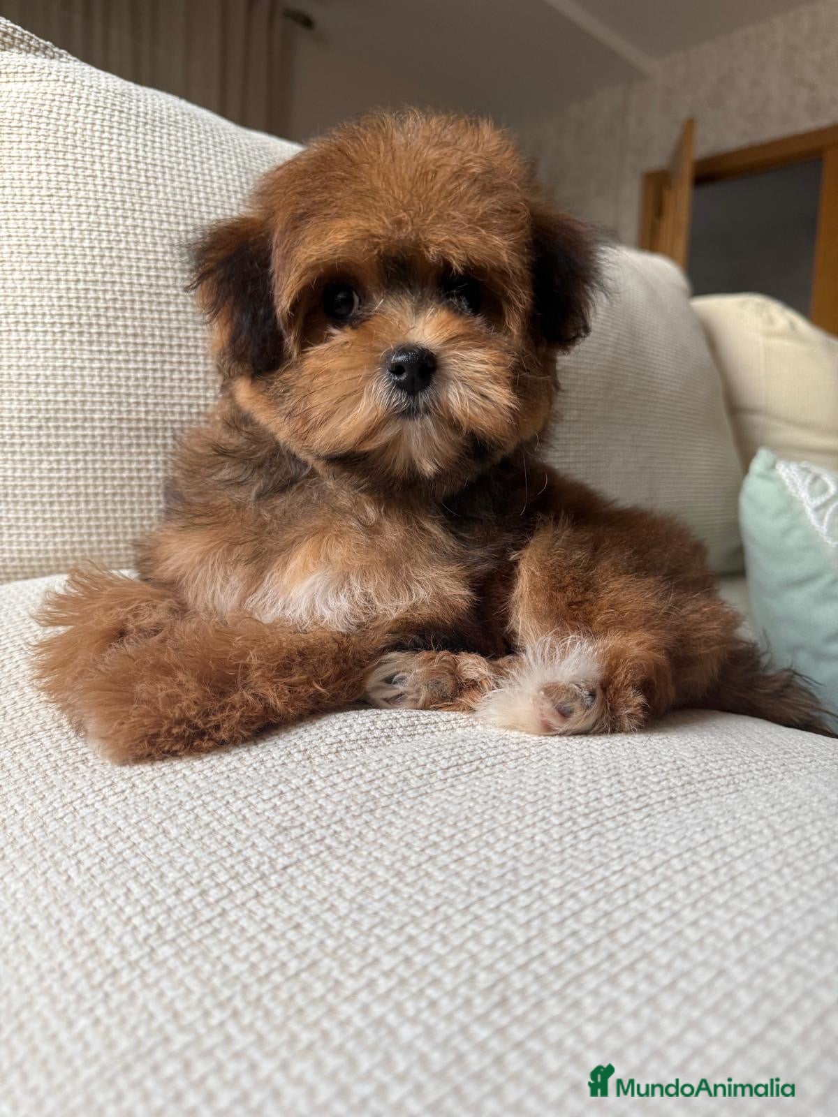 Maltipoo perros en venta: Maltipoo Toy, con mucha solidificación de color!! - Anuncio 1