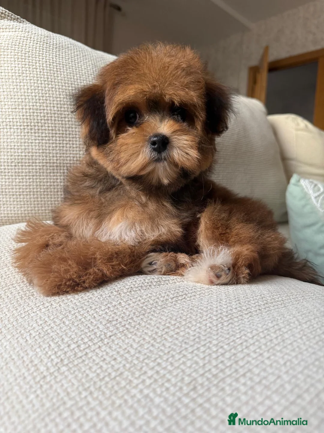 Maltipoo perros en venta: Maltipoo Toy, con mucha solidificación de color!! - Anuncio 1