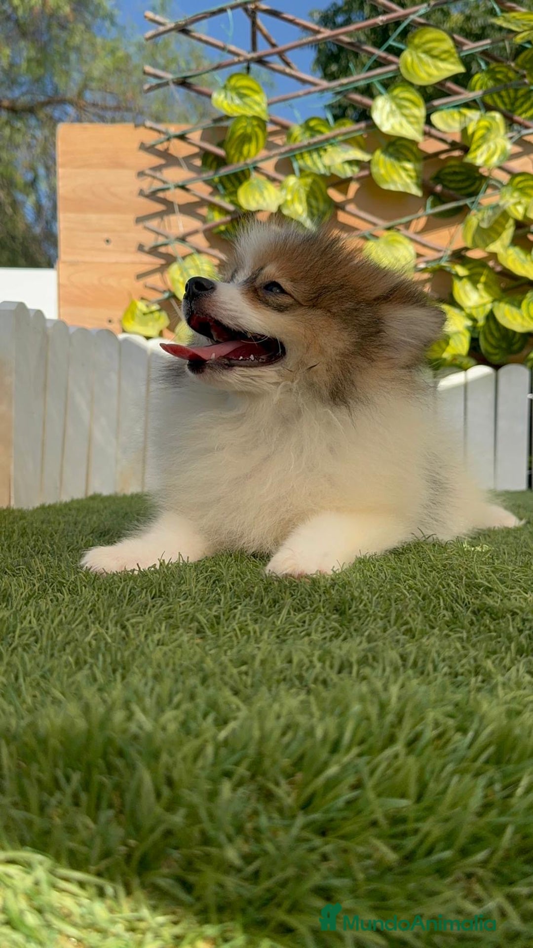 Pomerania perros en venta: POMERANIA MACHO ENVIO A TODA ESPAÑA - Imagen 16