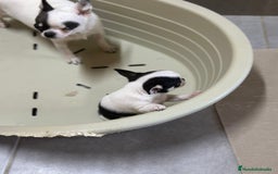 Chihuahua perros en venta: CHIHUAHUA LÍNEA RUSA TRICOLOR MACHO - Imagen 3