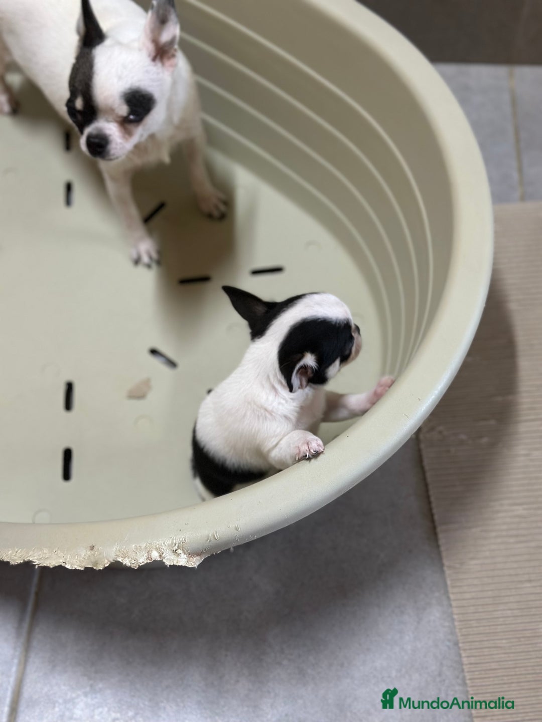 Chihuahua perros en venta: CHIHUAHUA LÍNEA RUSA TRICOLOR MACHO - Imagen 3