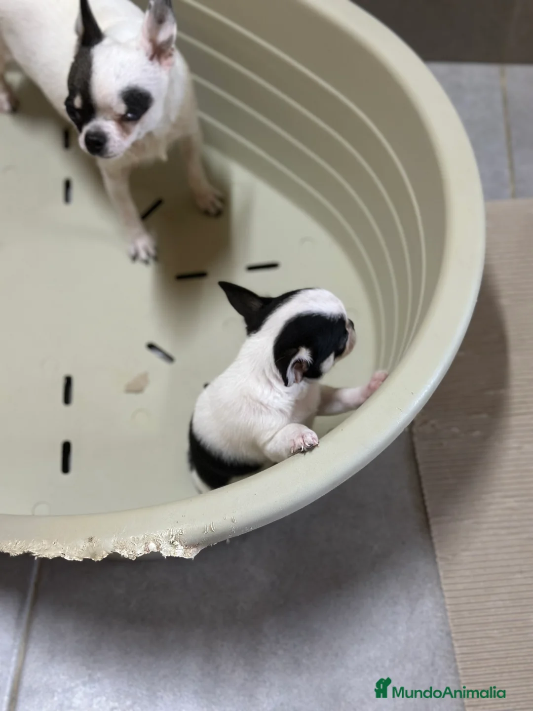 Chihuahua perros en venta: CHIHUAHUA LÍNEA RUSA TRICOLOR MACHO - Anuncio 3