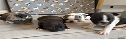 Bulldog Francés perros en venta: Bulldog frances - Anuncio 4